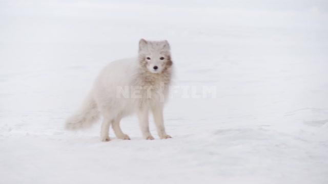 Полярный лис визит